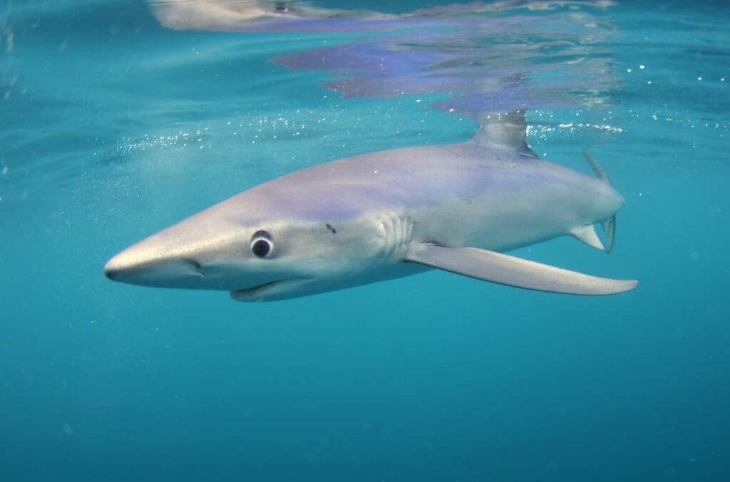 Blue sharks are the second fastest sharks on the planet