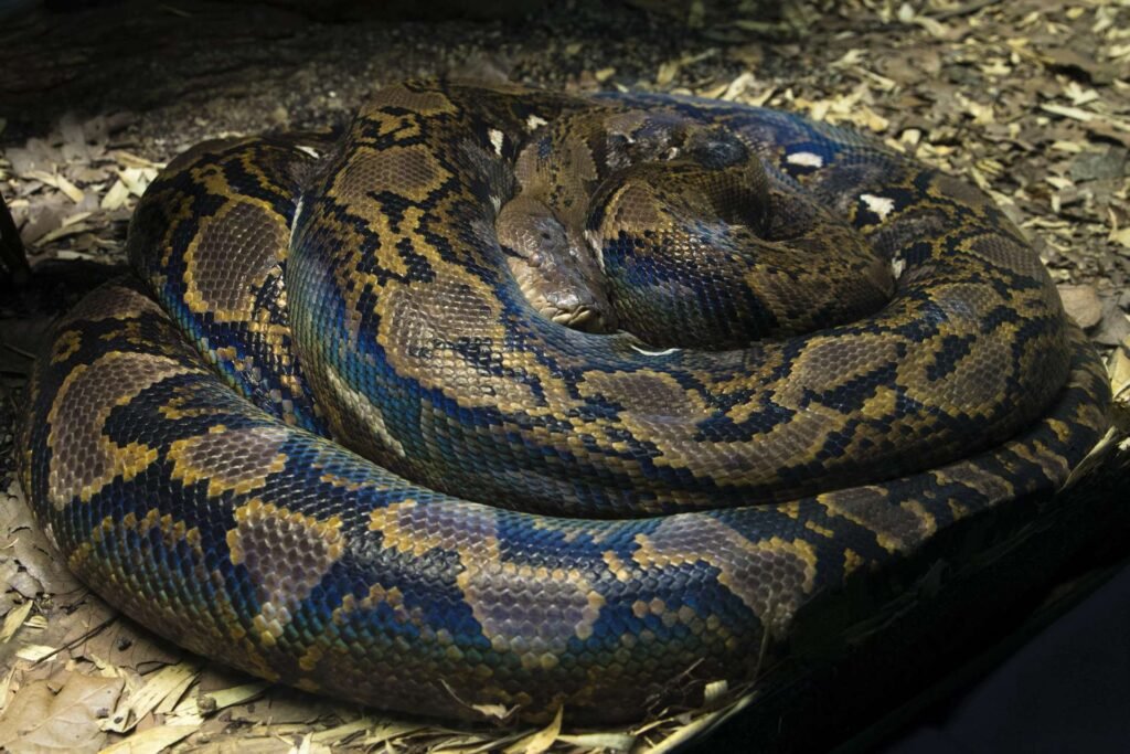 Reticulated pythons are the largest pythons