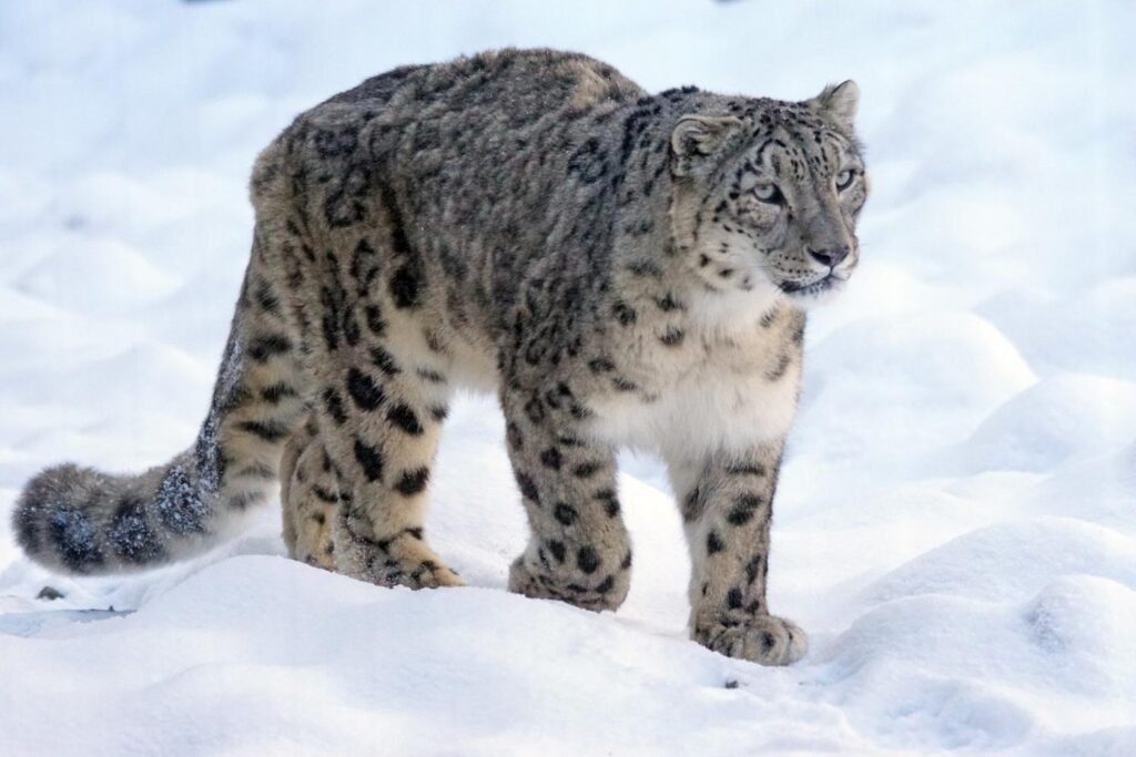 Snow leopards live in the harshest weather climate of all cats