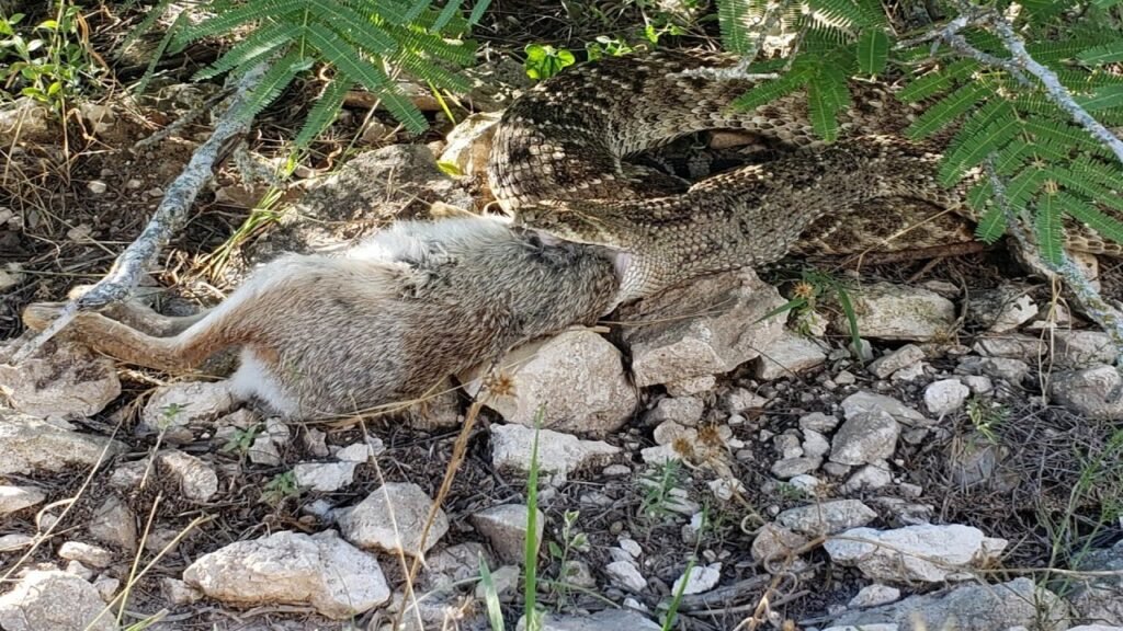 Eastern diamondback rattlesnakes are the most venomous snakes in North America