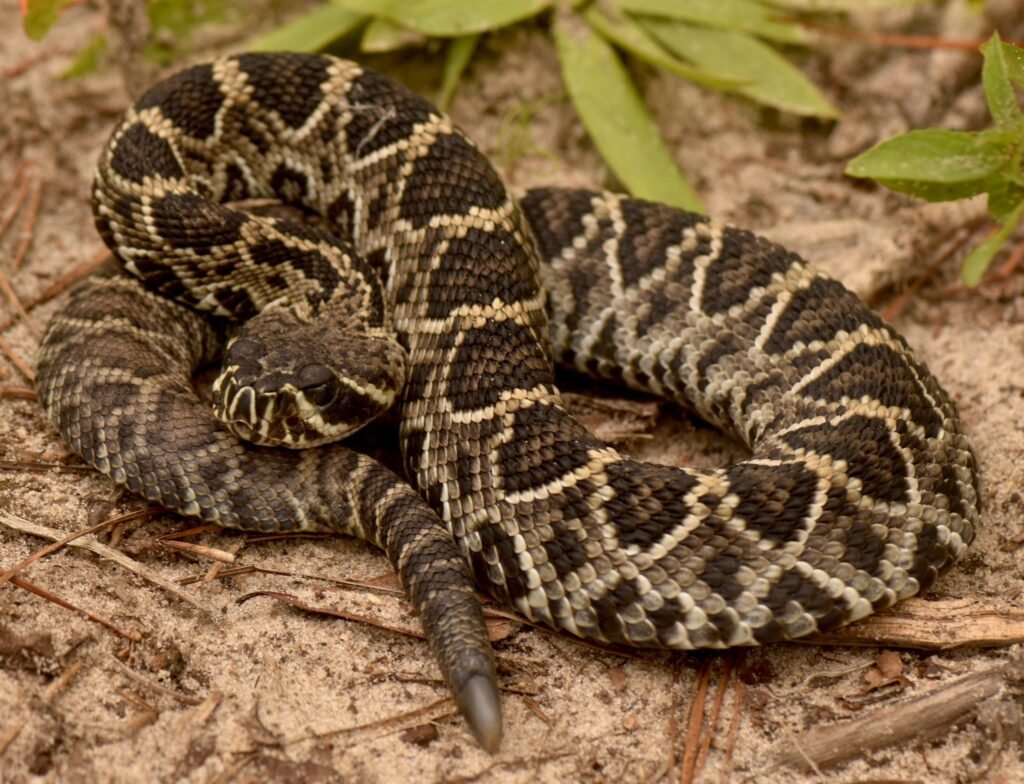 Eastern diamondback rattlesnakes have rattles