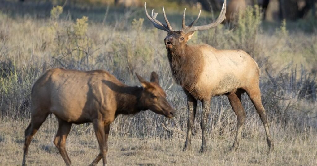 Elk are the second largest species of deer on the planet