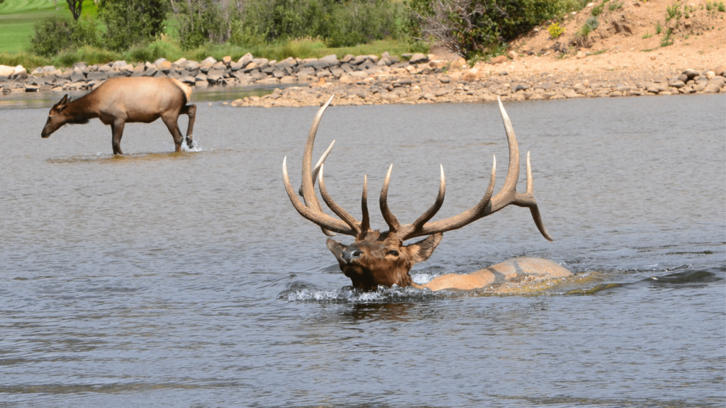 Elk are excellent swimmers