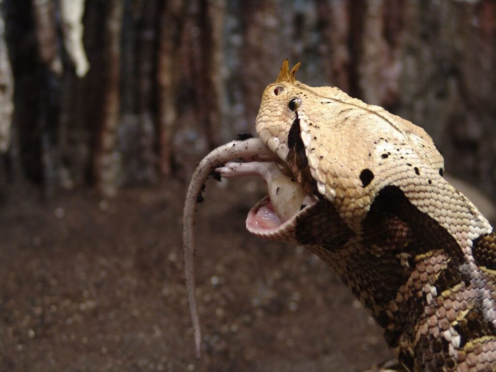 Gaboon vipers are apex predators