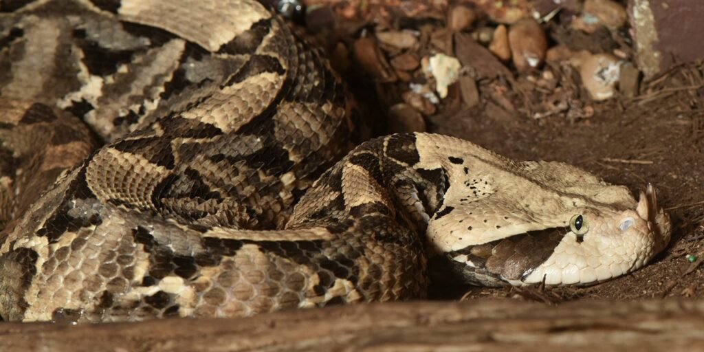 Gaboon vipers are the third largest of all viper subspecies on the planet Earth