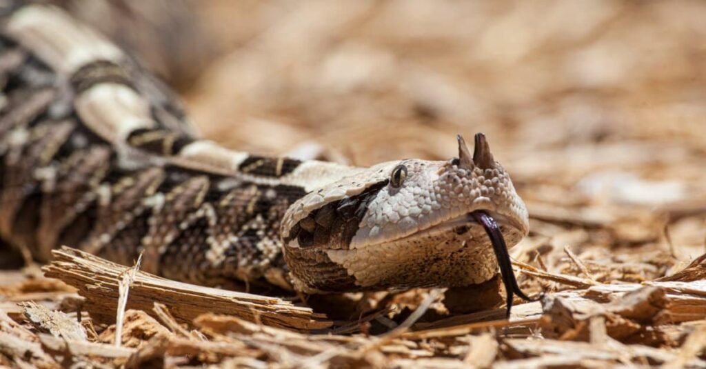 Gaboon vipers can taste water, ground, and air