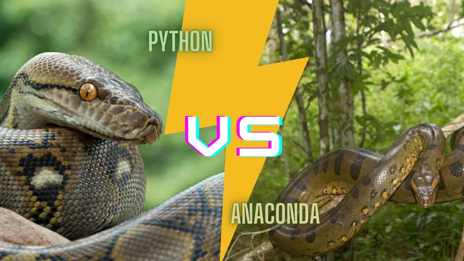 Python VS Anaconda: Who would win in a fight