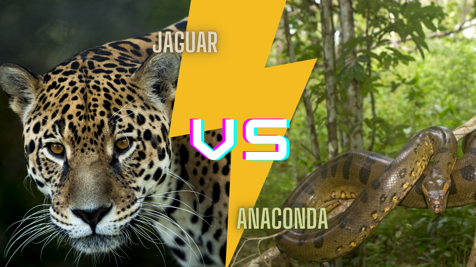 Jaguar vs. Anaconda: A Clash of Amazonian Titans